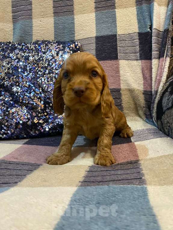 Собаки в Стерлитамаке: Щенки Мальчик, 11 000 руб. - фото 2