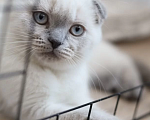 Кошки в Санкт-Петербурге: Шотландский котенок с документами Мальчик, 20 000 руб. - фото 3