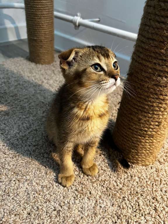 Кошки в Всеволожске: Шотландский вислоухий короткошёрстный котёнок Девочка, 10 000 руб. - фото 4