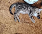 Кошки в Белгороде: Милые котята ищут хозяина Разнополые, 200 руб. - фото 6