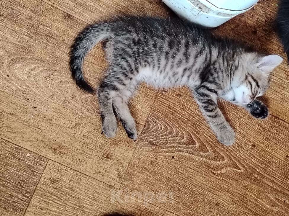 Кошки в Белгороде: Милые котята ищут хозяина Разнополые, 200 руб. - фото 6