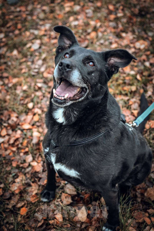 Собаки в Москве: Челси Девочка, Бесплатно - фото 1