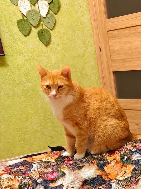 Кошки в Санкт-Петербурге: Кот в добрые руки Мальчик, Бесплатно - фото 2