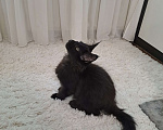 Кошки в Санкт-Петербурге: котенок мейн-кун#котят# Мальчик, 50 000 руб. - фото 5