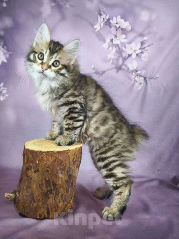 Кошки в Егорьевске: Котята курильского бобтейла Мальчик, Бесплатно - фото 5