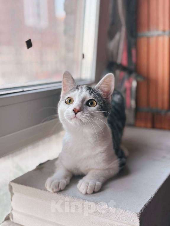 Кошки в Балашихе: Сочник Мальчик, Бесплатно - фото 4