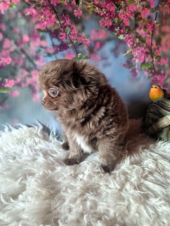 Собаки в Москве: Лиловый медвежонок Мальчик, 65 000 руб. - фото 4