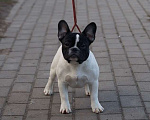 Собаки в Воронеже: Французский бульдог Девочка, 40 000 руб. - фото 2