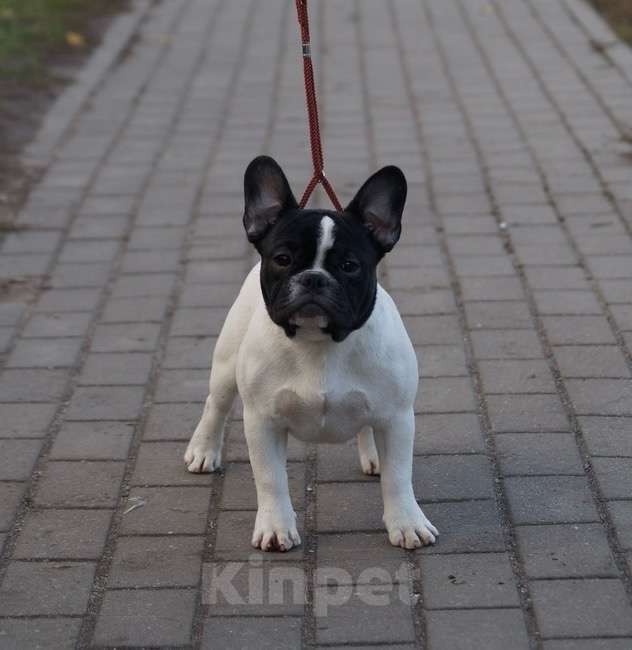 Собаки в Воронеже: Французский бульдог Девочка, 40 000 руб. - фото 2