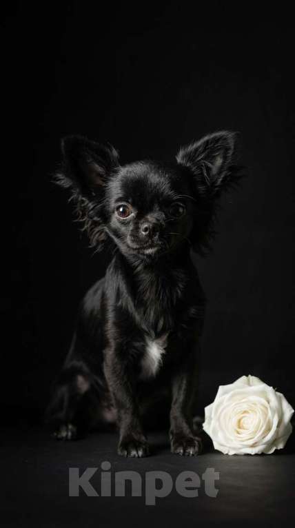 Собаки в Новосибирске: Щенок Чихуахуа Девочка, 85 000 руб. - фото 2