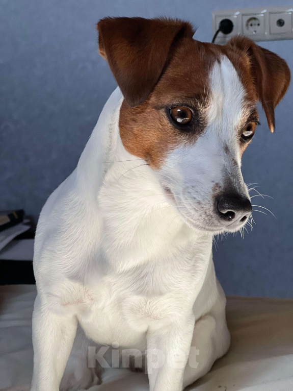 Собаки в Москве: Девочка 3 мес Бетти Девочка, Бесплатно - фото 5