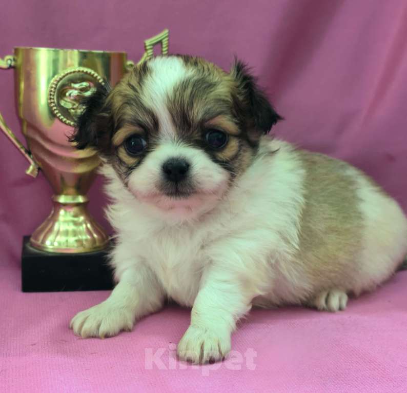 Собаки в Москве: Девочка чихуахуа длинношёрстная Девочка, 45 000 руб. - фото 2