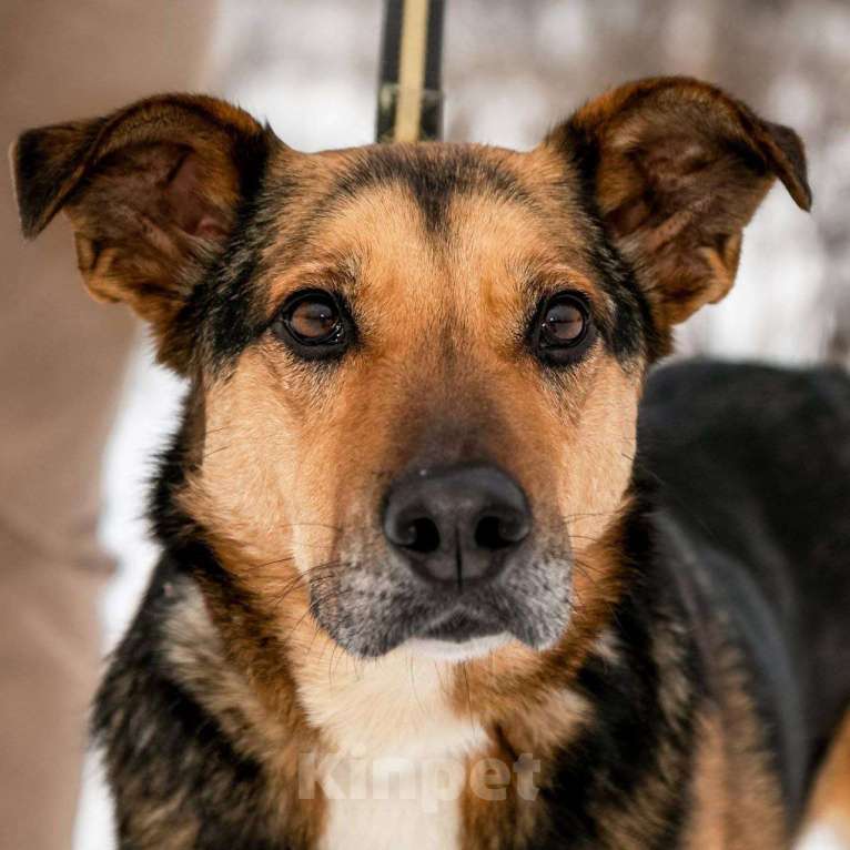 Собаки в Москве: Удивительно красивые и такие грустные глаза...Рио. Мальчик, Бесплатно - фото 1
