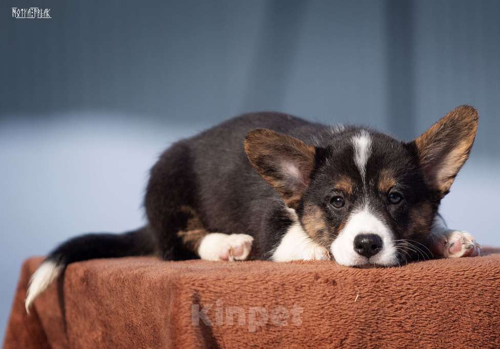 Собаки в Москве: Мальчик коржик Мальчик, Бесплатно - фото 5