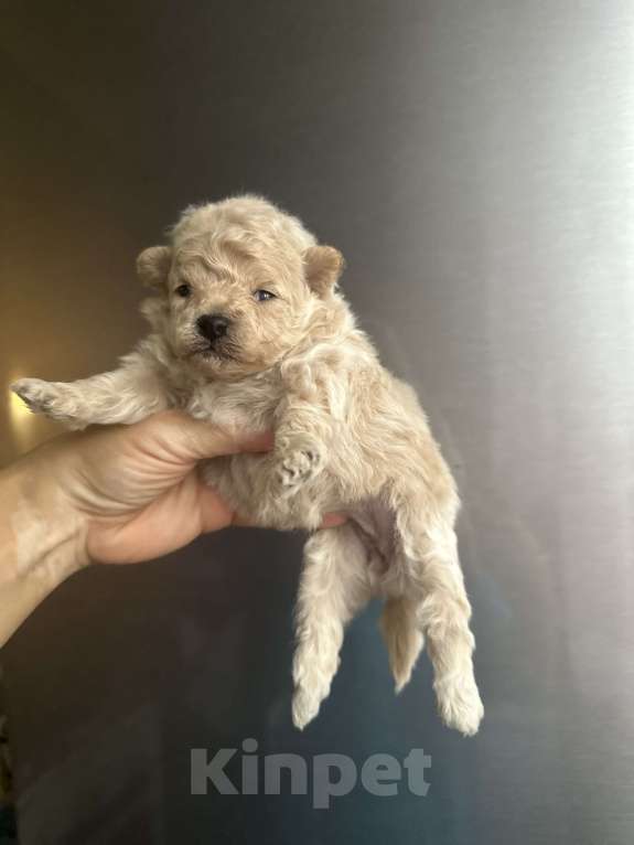 Собаки в Ростове-на-Дону: Мальтипу девочки Девочка, 70 000 руб. - фото 7