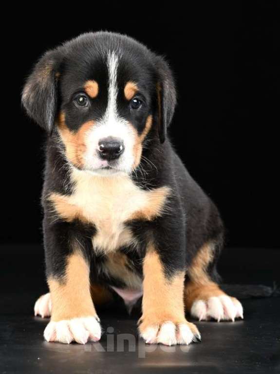 Собаки в Москве: Щенки Большого Швейцарского Зенненхунда Мальчик, 150 000 руб. - фото 2