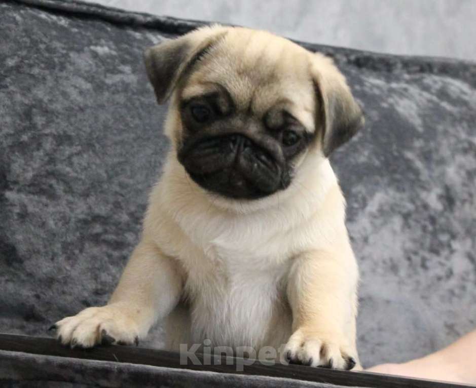 Собаки в Калуге: Мопс Девочка, 50 000 руб. - фото 6