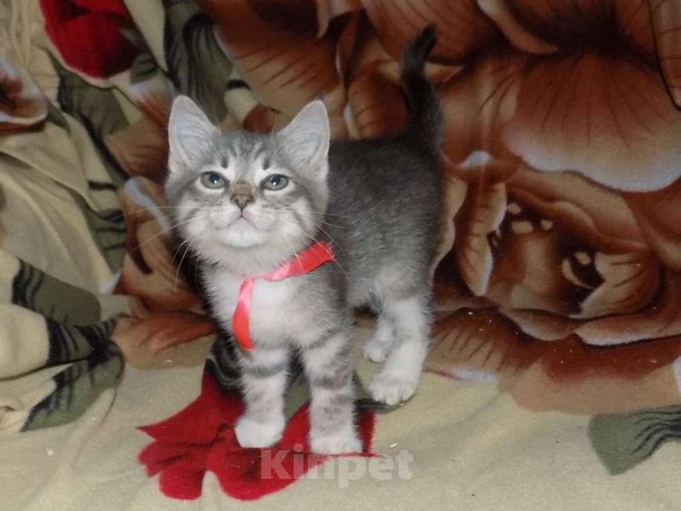 Кошки в Москве: Азиатская табби, девочки Девочка, 20 000 руб. - фото 2