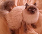 Кошки в Краснодаре: Котята Невская маскарадная кошечка котик пушистые блю поинт окрас Мальчик, 17 000 руб. - фото 7