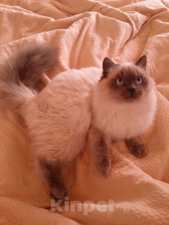 Кошки в Краснодаре: Котята Невская маскарадная кошечка котик пушистые блю поинт окрас Мальчик, 17 000 руб. - фото 7