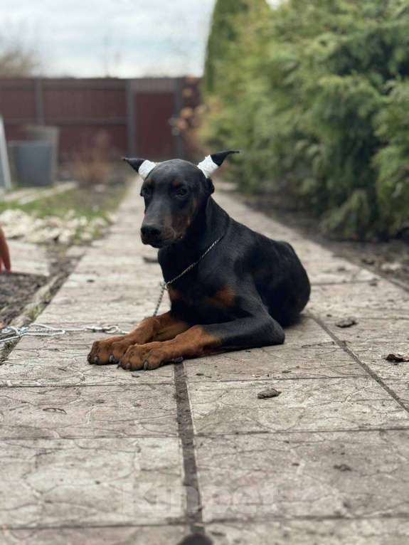 Собаки в других городах Московской области: Щенок добермана, парень Мальчик, 80 000 руб. - фото 2