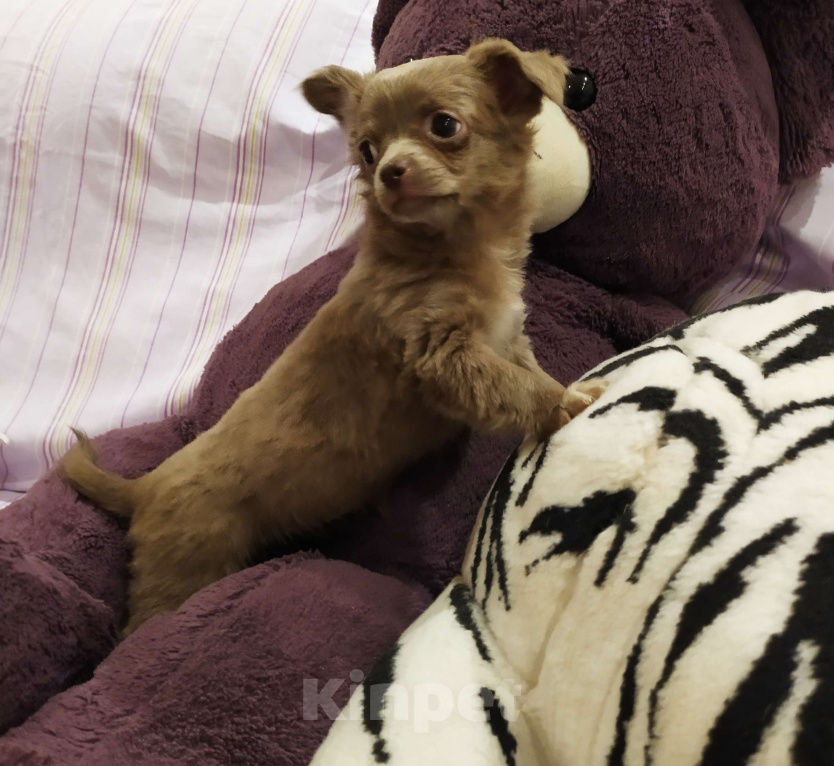 Собаки в Москве: Дш лиловая девчонка  Девочка, 60 000 руб. - фото 4