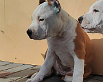 Собаки в Волхове: Щенок амстафф Мальчик, 95 000 руб. - фото 1