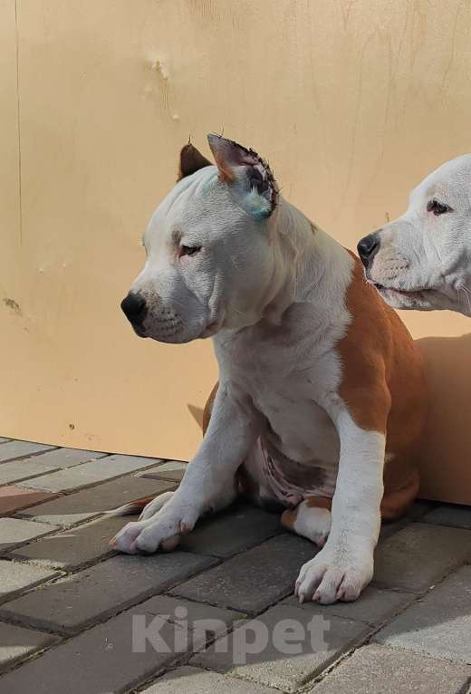 Собаки в Волхове: Щенок амстафф Мальчик, 95 000 руб. - фото 1