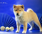 Собаки в Кирове: Сиба ину здоровый щенок от родителей чемпионов Мальчик, Бесплатно - фото 1