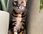 Кошки в Химках: Пропал бенгальский кот Филя Мальчик, 30 000 руб. - фото 1