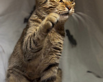 Кошки в Уфе: Котенок в добрые руки Девочка, Бесплатно - фото 6