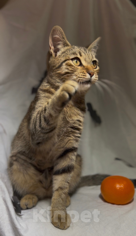Кошки в Уфе: Котенок в добрые руки Девочка, Бесплатно - фото 6