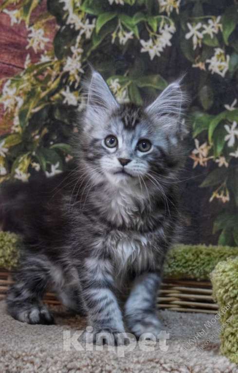 Кошки в Химках: Котята мейкуны полидакты Мальчик, Бесплатно - фото 7