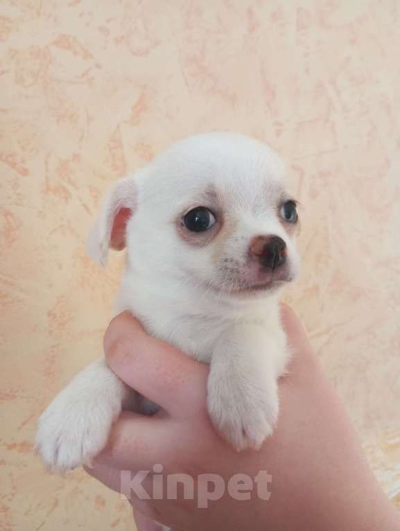 Собаки в других городах Московской области: Продаю щенков чихуахуа Мальчик, 25 000 руб. - фото 5