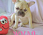 Собаки в Тюмени: Французский Бульдог щенки  Девочка, 45 000 руб. - фото 2