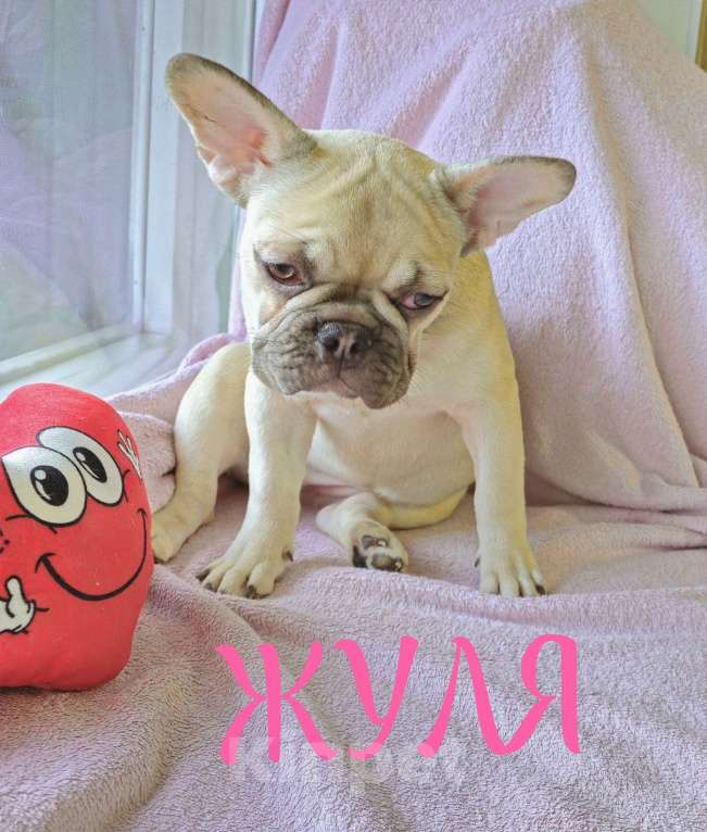 Собаки в Тюмени: Французский Бульдог щенки  Девочка, 45 000 руб. - фото 2