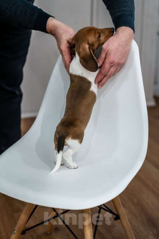 Собаки в других городах Московской области: Кроличья такса, пайнболд, Американский окрас Мальчик, 200 000 руб. - фото 2