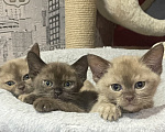 Кошки в Москве: Котята Европейской бурмы Девочка, 55 000 руб. - фото 1