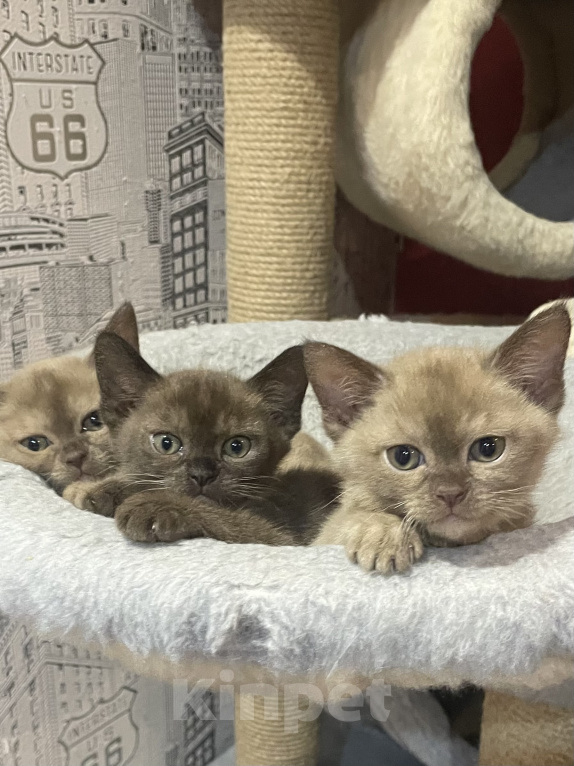 Кошки в Москве: Котята Европейской бурмы Девочка, 55 000 руб. - фото 1