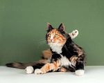 Кошки в Москве: Пушистая яркая трехцветная красавица кошка Ириска в добрые руки Девочка, Бесплатно - фото 3
