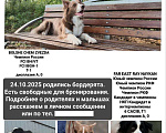 Собаки в Красноярске: Продам щенка Бордер Колли Девочка, 110 000 руб. - фото 2