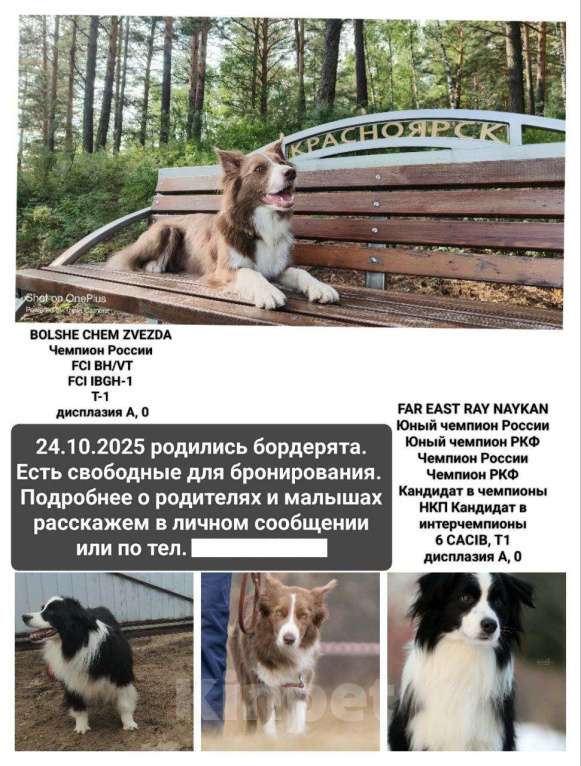 Собаки в Красноярске: Продам щенка Бордер Колли Девочка, 110 000 руб. - фото 2
