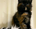 Кошки в Ардоне: Мейн кун котята, 30 000 руб. - фото 4
