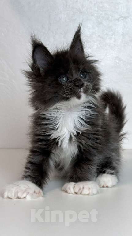 Кошки в Хабаровске: Мейн кун полидакт Девочка, 120 000 руб. - фото 1