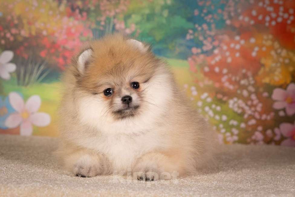 Собаки в Москве: Померанский шпиц девочка Девочка, 80 000 руб. - фото 5