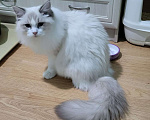 Кошки в Анапе: Котёнок породы рэгдолл Граф Мальчик, 20 000 руб. - фото 2