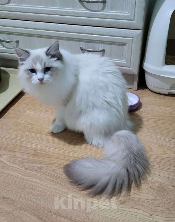 Кошки в Анапе: Котёнок породы рэгдолл Граф Мальчик, 20 000 руб. - фото 2