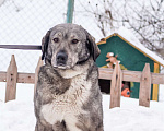 Собаки в Москве: Нежная девочка, которой очень нужен человек Девочка, 5 руб. - фото 6