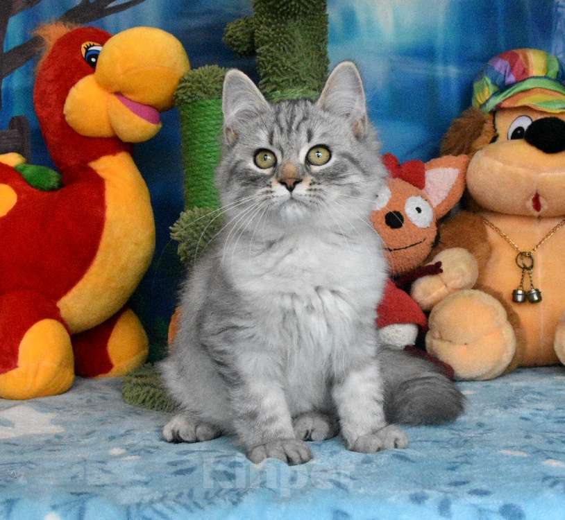 Кошки в Москве: Серебристый сибирский котик Мальчик, 60 000 руб. - фото 3