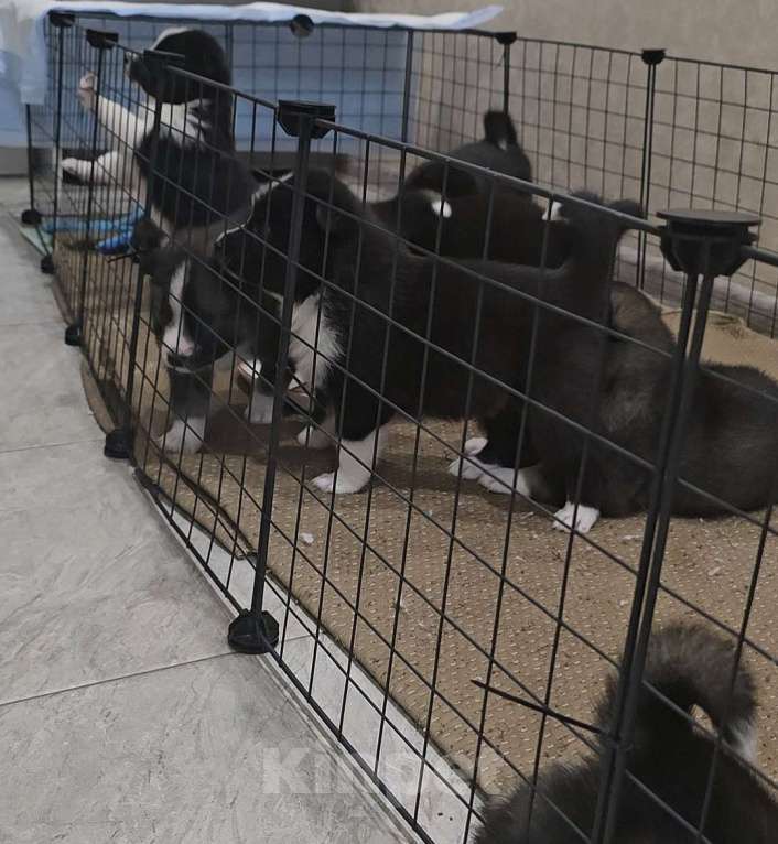 Собаки в Хабаровске: Щенки самоеда и лайки Мальчик, Бесплатно - фото 5